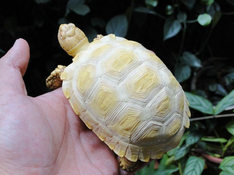 1:1 Life Size Albino Geochelone sulcata Tortoise Replica Model Figurine 14cm