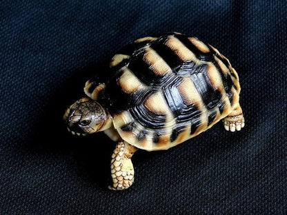 Life Size Herman Europe Land Tortoise turtle Replica Model Figurine Figure