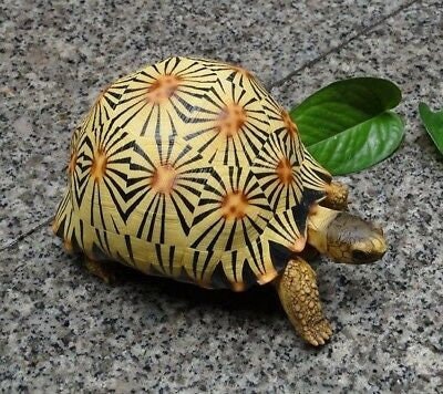 Life Size Large Radiated Tortoise Turtle Replica Model Figurine High Yellow 19cm