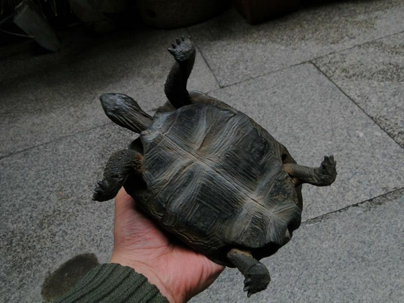 Aldabra giant tortoise Land Tortoise Turtle Resin Model Figure Figurine 20.5cm