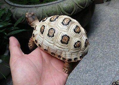 1:1 Life Size adult White Leopard Tortoise Turtle Replica Model Figure Figurine