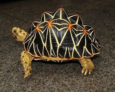 1:1 Life Size Large Star Tortoise Resin Replica Model Figurine Figure 22cm B