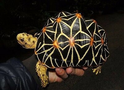 1:1 Life Size Large Star Tortoise Resin Replica Model Figurine Figure 22cm B