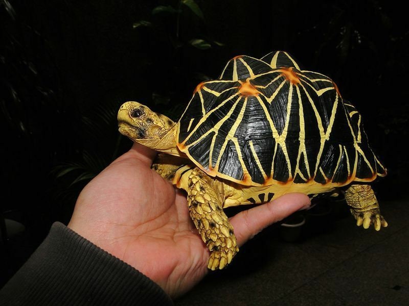 1:1 Life Size Large Star Tortoise Resin Replica Model Figurine Figure 22cm B