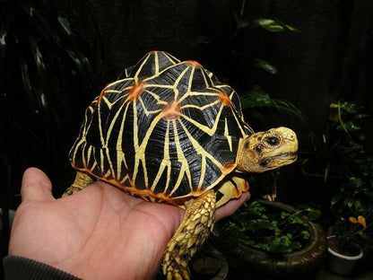 1:1 Life Size Large Star Tortoise Resin Replica Model Figurine Figure 22cm B