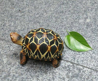 1:1 Life Size Burmese Star Tortoise Turtle Replica Figure Figurine Model