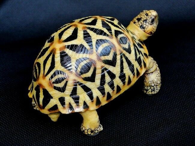 1:1 Life Size Sri Lanka Star Tortoise Turtle Replica Model Figurine Figure