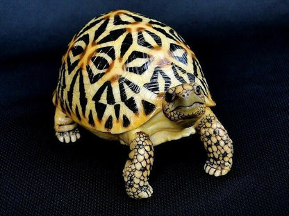 1:1 Life Size Sri Lanka Star Tortoise Turtle Replica Model Figurine Figure