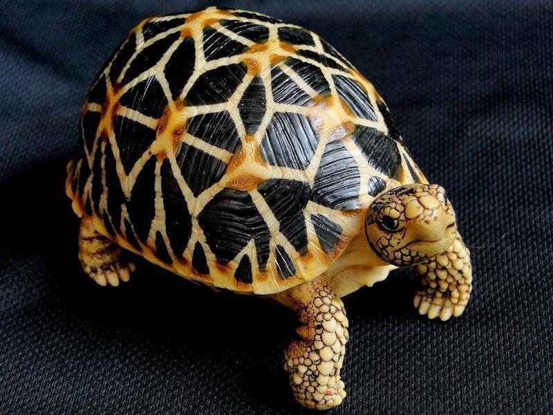 1:1 Life Size Burmese Star Tortoise Turtle Replica Model Figurine Figure A