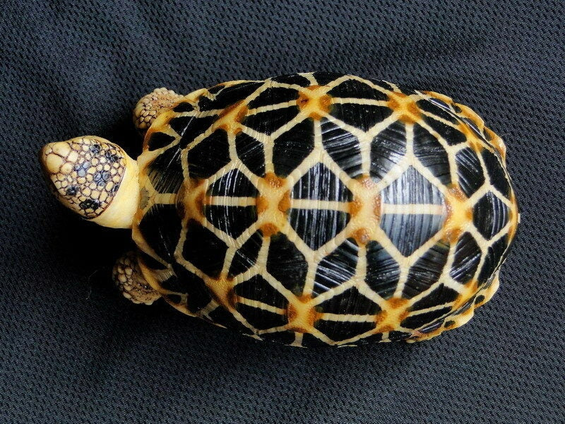 1:1 Life Size Burmese Star Tortoise Turtle Replica Model Figurine Figure A