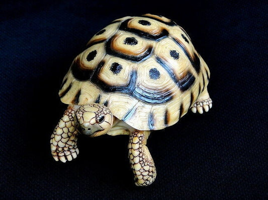 1:1 Life Size Spur-thighed tortoise Turtle Replica Model Figurine 11.5cm