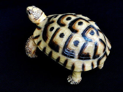 1:1 Life Size Spur-thighed tortoise Turtle Replica Model Figurine 11.5cm