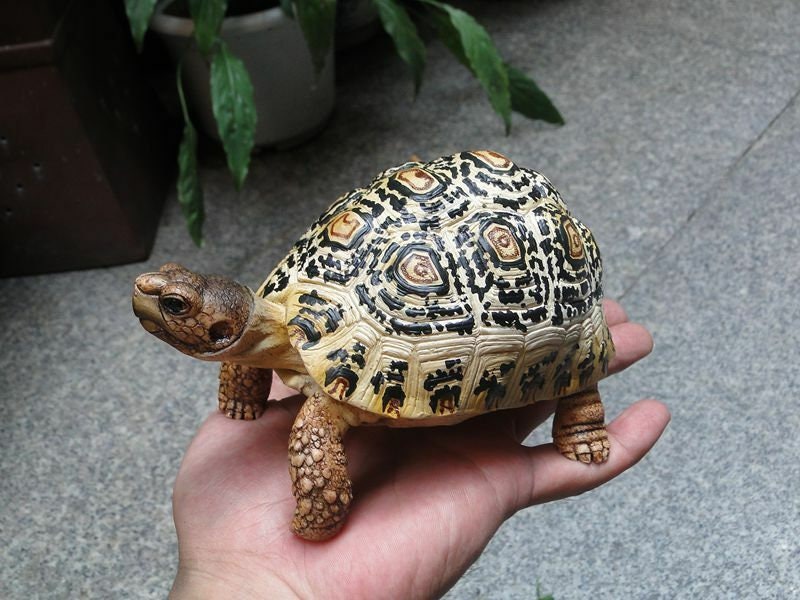 1:1 Life Size adult Leopard Tortoise Turtle Replica Model Figure Figurine