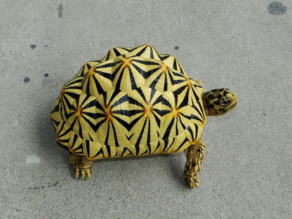 1:1 Life Size Large Star Tortoise Resin Replica Model Figurine Figure 22cm A