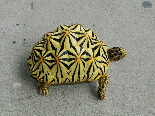 1:1 Life Size Large Star Tortoise Resin Replica Model Figurine Figure 22cm A