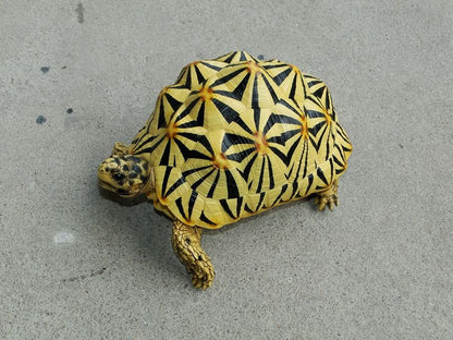 1:1 Life Size Large Star Tortoise Resin Replica Model Figurine Figure 22cm A