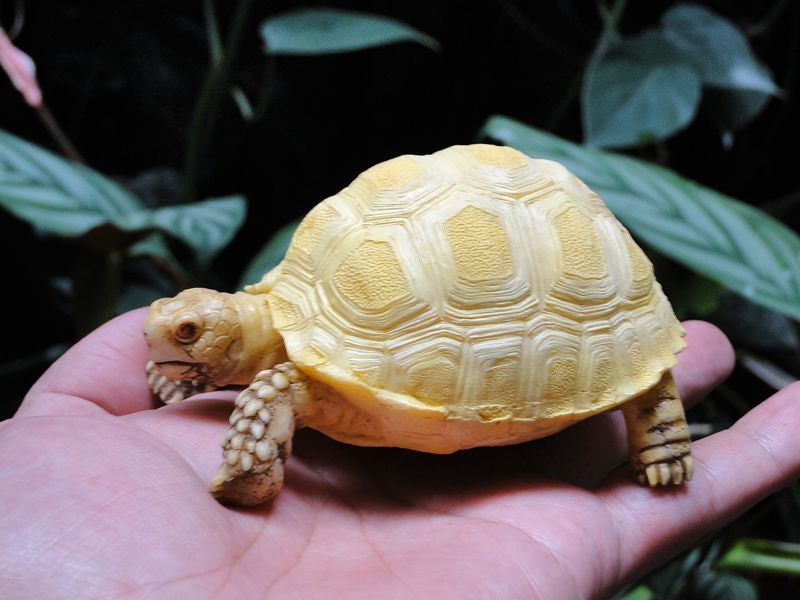 1:1 Life Size Baby Albino Geochelone sulcata Tortoise Replica Model Figurine 10cm