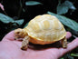 1:1 Life Size Baby Albino Geochelone sulcata Tortoise Replica Model Figurine 10cm