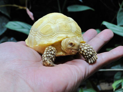 1:1 Life Size Baby Albino Geochelone sulcata Tortoise Replica Model Figurine 10cm