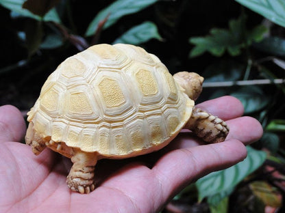 1:1 Life Size Baby Albino Geochelone sulcata Tortoise Replica Model Figurine 10cm