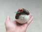 Baby Red Footed Tortoise Turtle Hatching Replica Model Figure Figurine 8cm