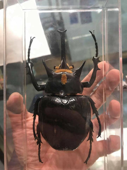 Actaeon beetle (Megasoma actaeon) PVC Replica Model Figure Figurine