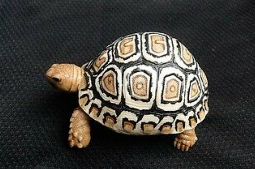 1:1 Life Size baby Leopard Tortoise Turtle Replica Model Figurine Figure