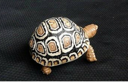 1:1 Life Size baby Leopard Tortoise Turtle Replica Model Figurine Figure