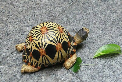 Life Size Resting Radiated Tortoise Turtle Replica Model Figurine high yellow