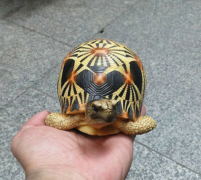 Life Size Resting Radiated Tortoise Turtle Replica Model Figurine high yellow