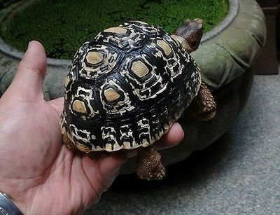 1:1 Life Size adult Dark Leopard Tortoise Turtle Replica Model Figure Figurine