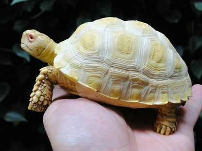 1:1 Life Size Albino Geochelone sulcata Tortoise Replica Model Figurine 14cm