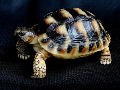 Life Size Herman Europe Land Tortoise turtle Replica Model Figurine Figure