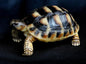 Life Size Herman Europe Land Tortoise turtle Replica Model Figurine Figure