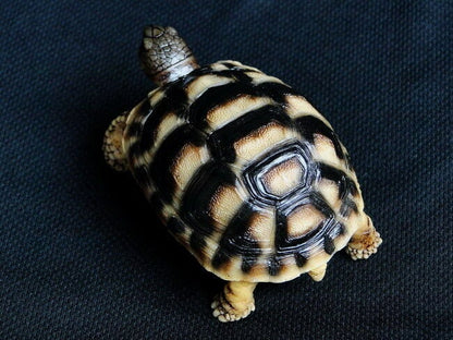 Life Size Herman Europe Land Tortoise turtle Replica Model Figurine Figure