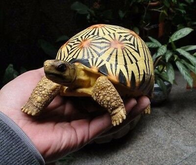 Life Size Large Radiated Tortoise Turtle Replica Model Figurine High Yellow 19cm