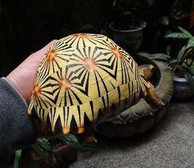 Life Size Large Radiated Tortoise Turtle Replica Model Figurine High Yellow 19cm