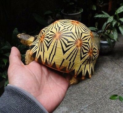 Life Size Large Radiated Tortoise Turtle Replica Model Figurine High Yellow 19cm