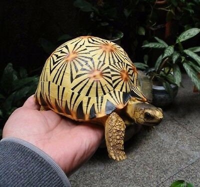 Life Size Large Radiated Tortoise Turtle Replica Model Figurine High Yellow 19cm