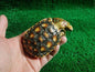 1:1 Life Size Pancake Tortoise Turtle Replica Model Figurine Figure dark color