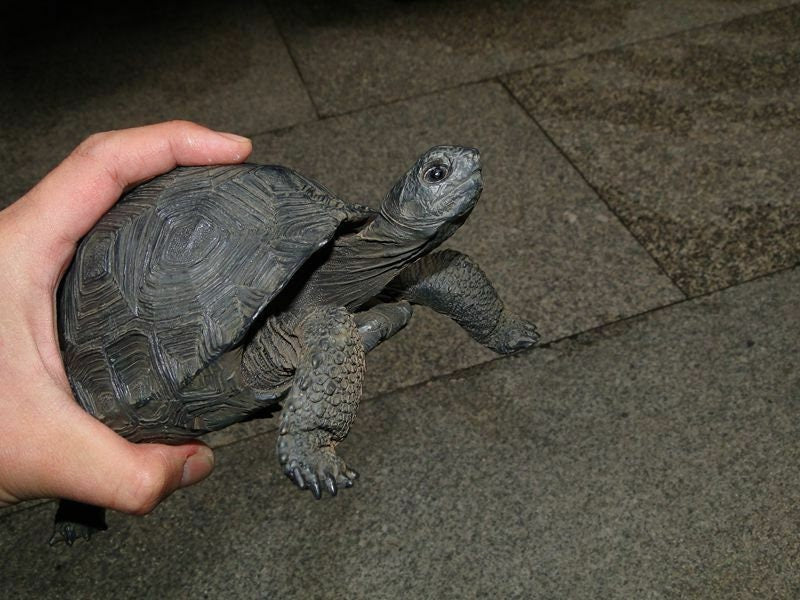 Aldabra giant tortoise Land Tortoise Turtle Resin Model Figure Figurine 20.5cm