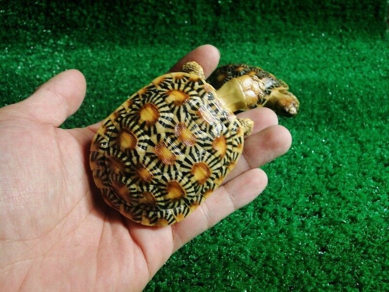 Life Size Pancake Tortoise Turtle Replica Model Figurine Figure light color