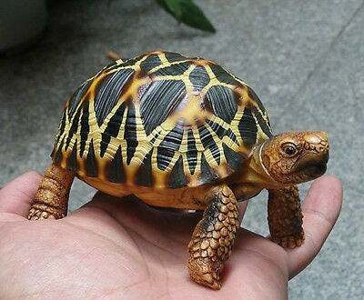 1:1 Life Size Burmese Star Tortoise Turtle Replica Figure Figurine Model