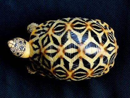 1:1 Life Size Sri Lanka Star Tortoise Turtle Replica Model Figurine Figure