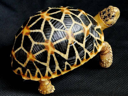 1:1 Life Size Burmese Star Tortoise Turtle Replica Model Figurine Figure A