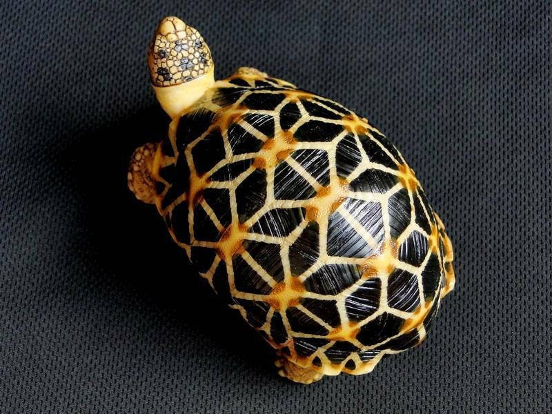 1:1 Life Size Burmese Star Tortoise Turtle Replica Model Figurine Figure A