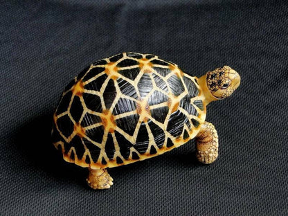 1:1 Life Size Burmese Star Tortoise Turtle Replica Model Figurine Figure A