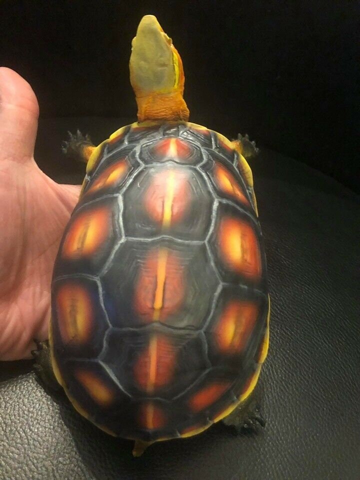 Life Size Golden Head Marginated box turtle Resin mini replica figurine model