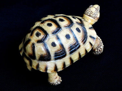 1:1 Life Size Spur-thighed tortoise Turtle Replica Model Figurine 11.5cm