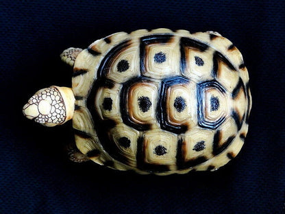 1:1 Life Size Spur-thighed tortoise Turtle Replica Model Figurine 11.5cm